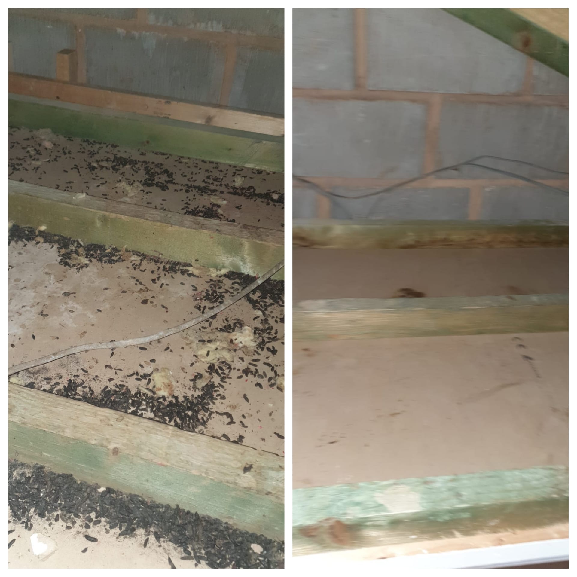 Rodent and pest cleanup service